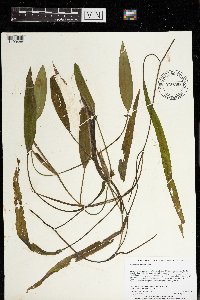 Potamogeton nodosus image