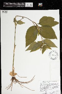Cryptotaenia canadensis image