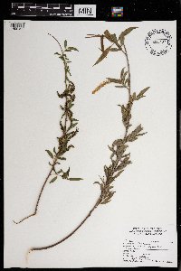 Salix nigra image