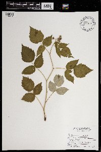 Rubus occidentalis image