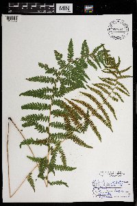 Media resource of Thelypteris noveboracensis