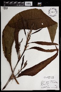 Rumex britannica image