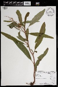 Rumex verticillatus image