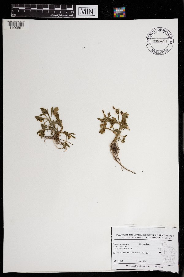 Ranunculus sceleratus image