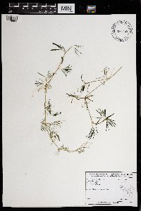 Ranunculus aquatilis var. diffusus image