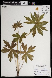 Anemone canadense image