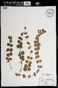 Lysimachia nummularia image