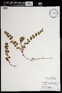 Lysimachia nummularia image