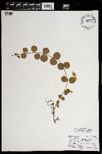 Lysimachia nummularia image