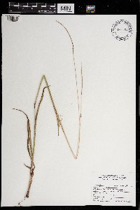 Paspalum setaceum image