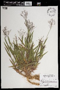 Dichanthelium ovale subsp. pseudopubescens image