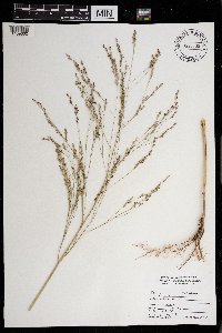Panicum virgatum image
