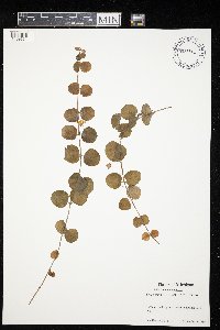 Lysimachia nummularia image