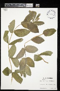 Mentha x villosa image