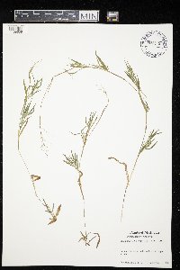 Dichanthelium acuminatum image