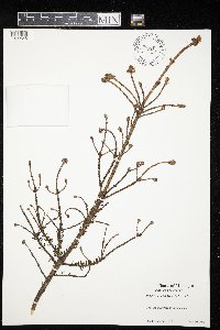 Arceuthobium pusillum image