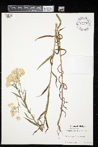 Achillea ptarmica image