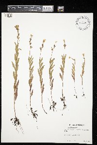 Oenothera perennis image