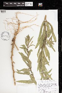 Oenothera oakesiana image