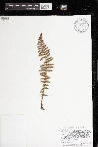 Dryopteris fragrans image