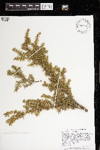 Juniperus communis image