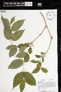 Diervilla lonicera image