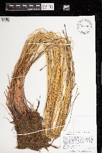 Eleocharis palustris image