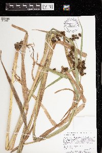 Scirpus atrovirens image