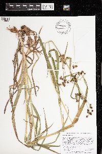 Scirpus hattorianus image