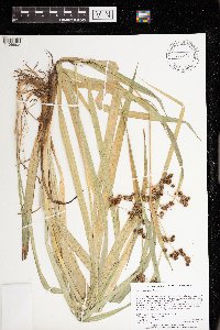Scirpus hattorianus image