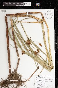 Thumbnail image of current specimen
