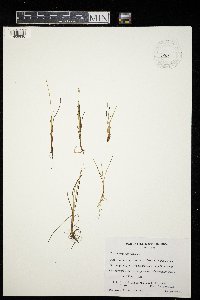 Carex microglochin image
