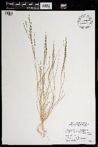 Eragrostis pectinacea image