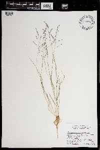 Eragrostis pectinacea image