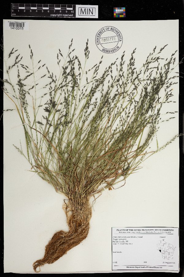 Eragrostis pectinacea image