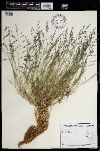 Eragrostis pectinacea image