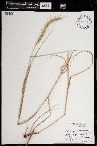 Thumbnail image of current specimen