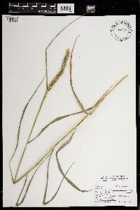 Elymus virginicus image