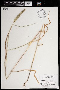 Elymus virginicus image