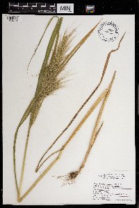 Thumbnail image of current specimen