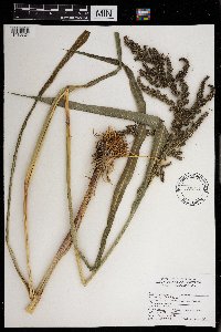 Echinochloa muricata image