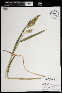 Echinochloa muricata image