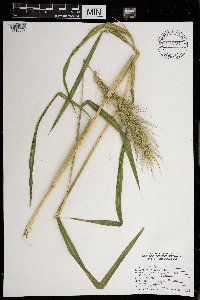 thumbnail image of current specimen
