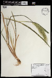 Echinochloa walteri image