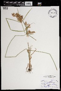 Cyperus odoratus image