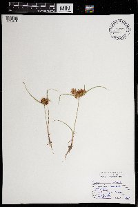 Cyperus odoratus image
