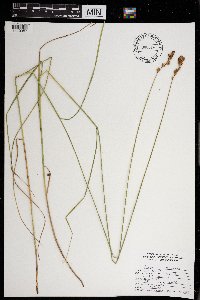 Carex scoparia image