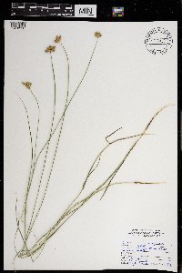 Carex scoparia image