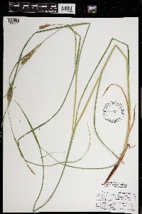 Carex laeviconica image