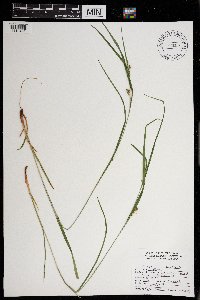 Carex grisea image